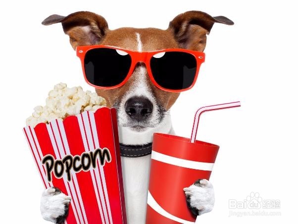 帅呆了！狗狗戴墨镜酷劲十足