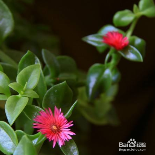 牡丹吊兰叶子发软怎么回事