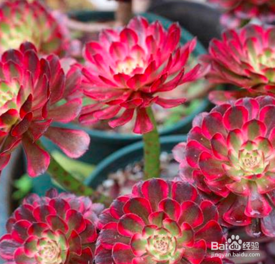 法师开花了怎么处理