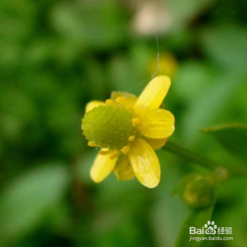 在家中该怎么养殖石龙芮?