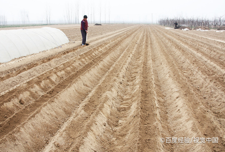种豆子的方法及过程