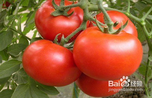 4种营养成分瘦身功效堪比减肥药