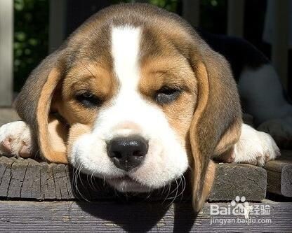 那些花卉对宠物有毒、怎么处理?(一)