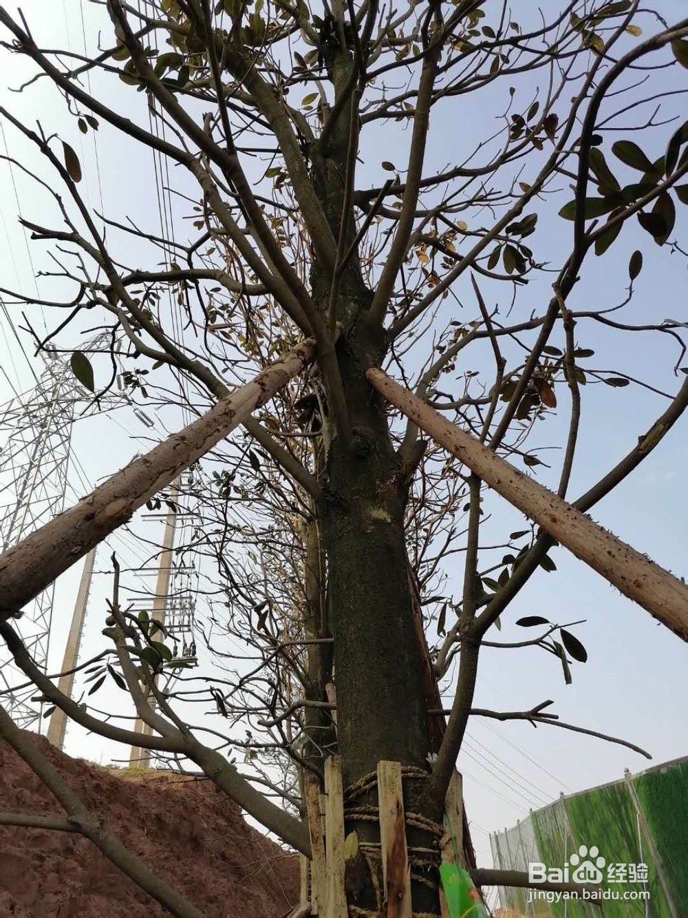 大乔木为什么难以移栽成活——案例分析