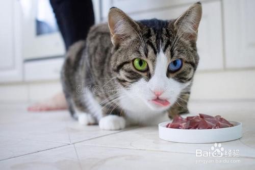 猫咪吃什么肉最好？