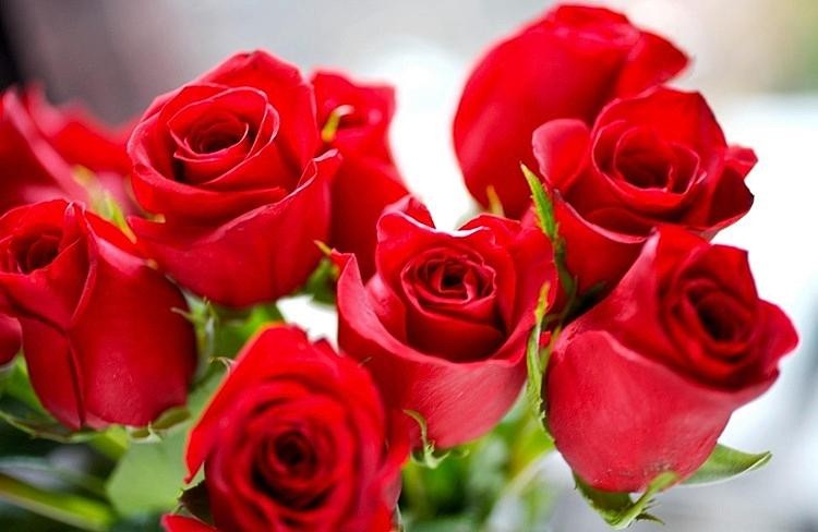 卡罗拉玖瑰和普通月季怎么区别