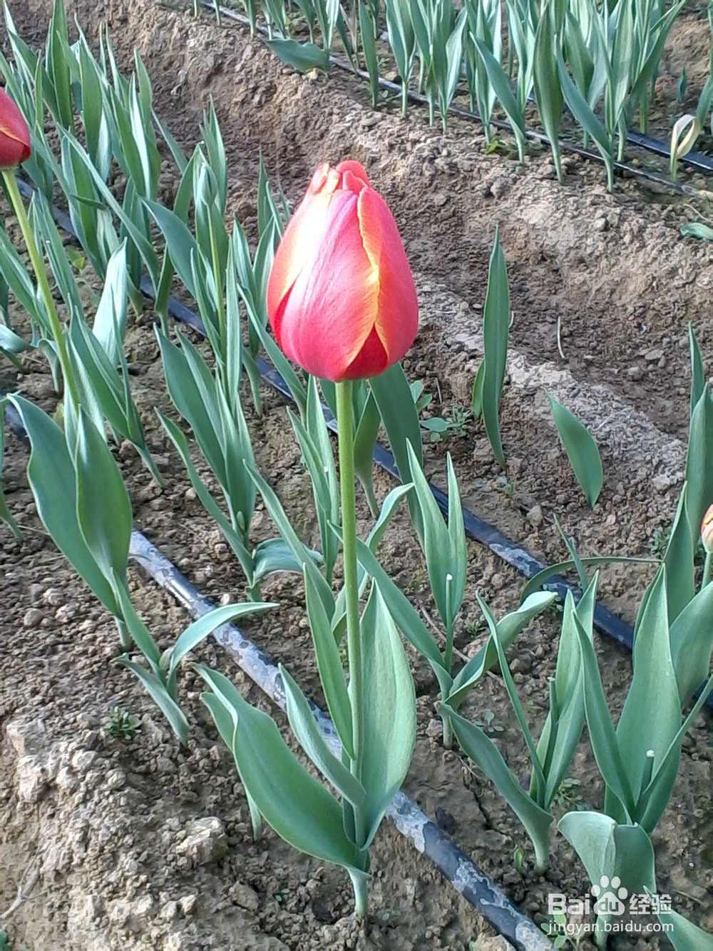 郁金香的养殖方法及注意事项