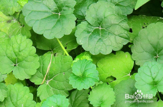 金钱草和铜钱草的区别有哪些？