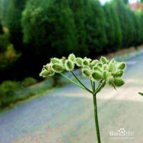 窃衣的功效有哪些?