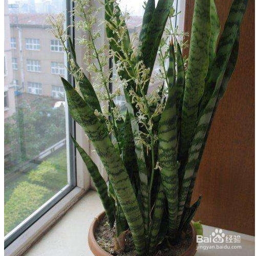 银脉虎尾兰的育种方法及注意事项有哪些？