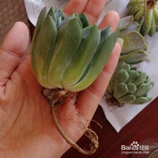 懒人植栽怎样水培多肉