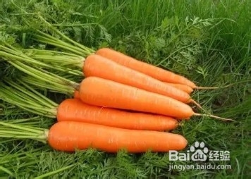 胡萝卜种植时间和方法