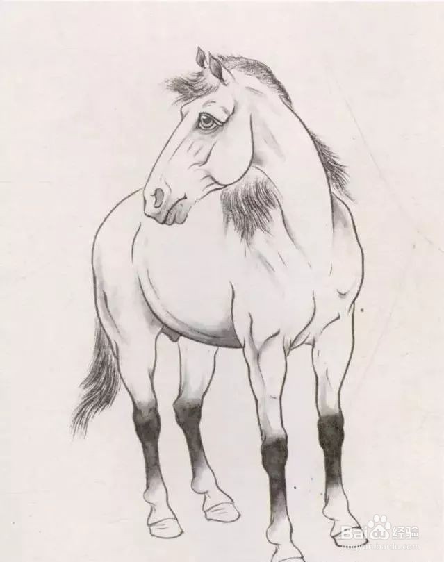 国画马的画法步骤
