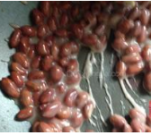 挂浆花生米的简单做法