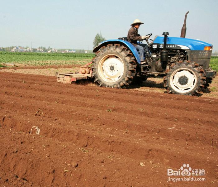 如何种植甘蔗才可以增加甘蔗的产量
