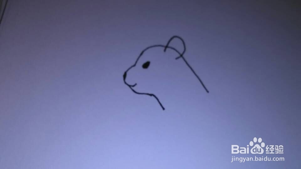 简单画--雌狮
