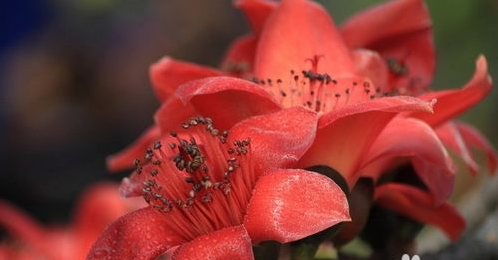 木棉花的精神是什么