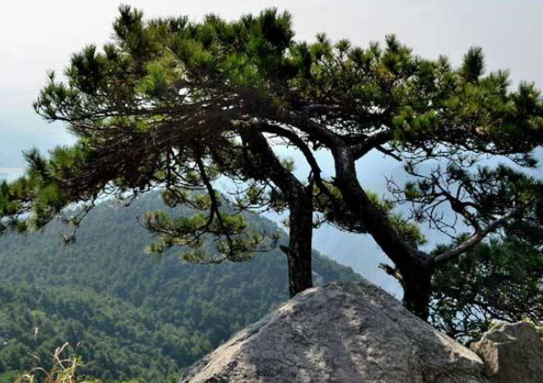 青松是什么植物