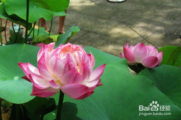 碗莲花种子怎样水栽