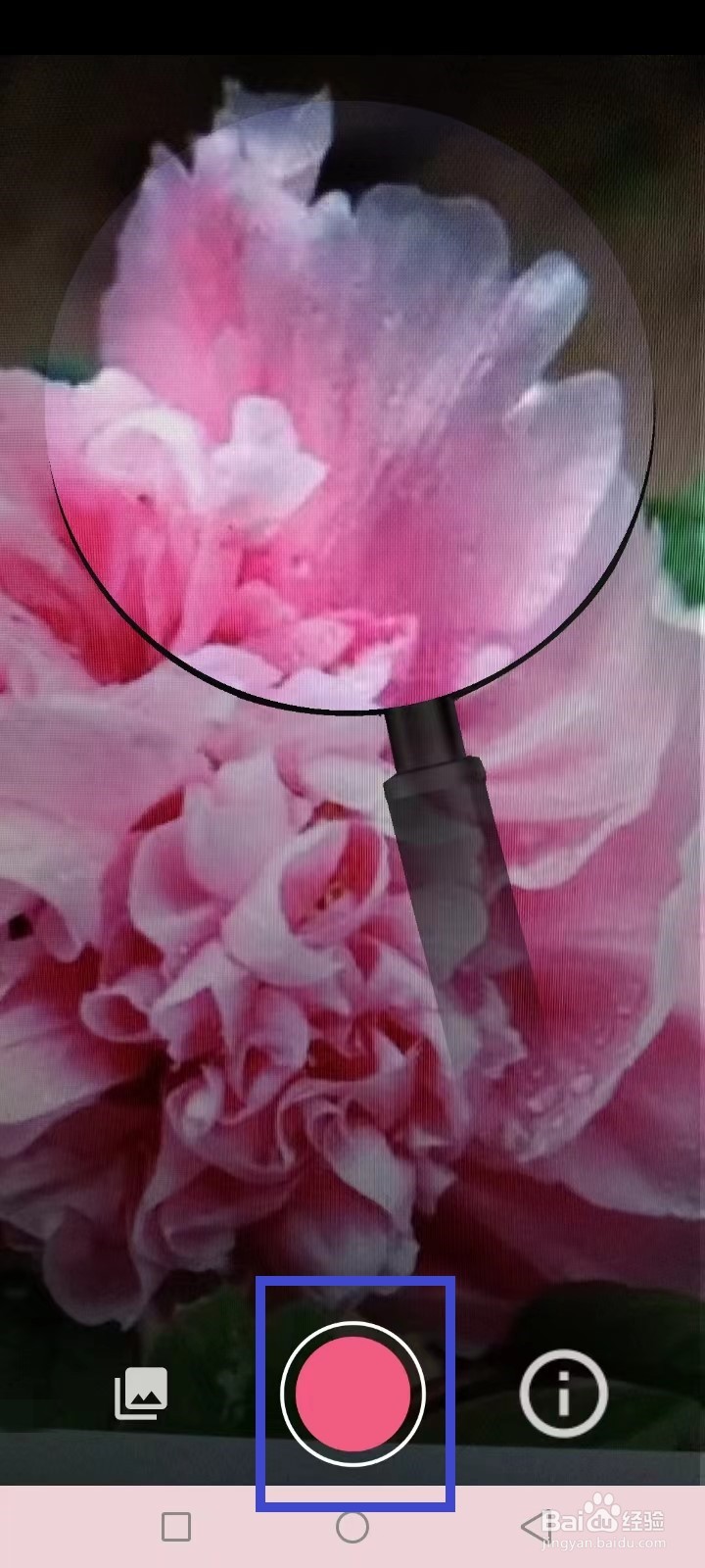 识花君怎么不识别花了