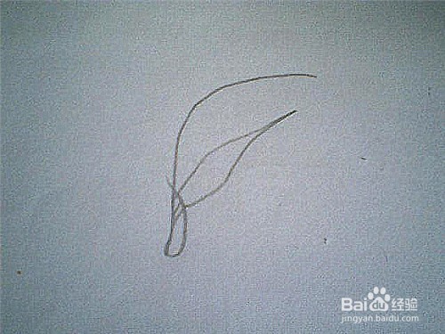 简笔画芦苇的画法