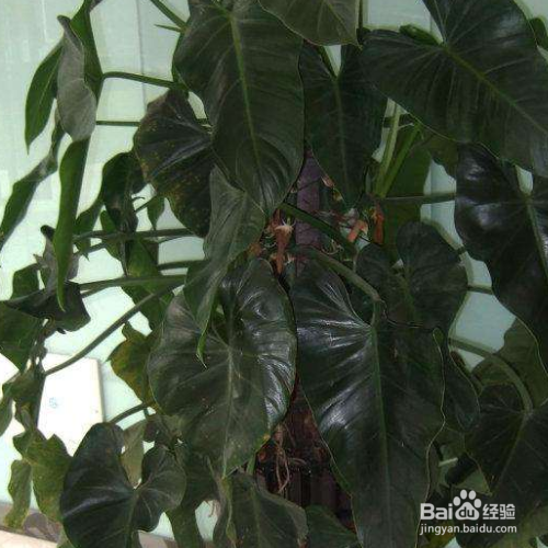 绿宝石喜林芋的养殖方法和注意方法