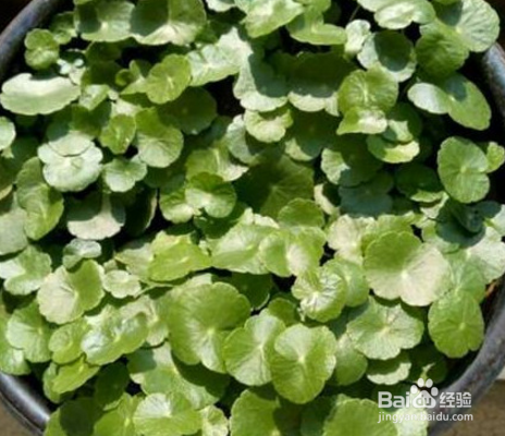 铜钱草怎么繁殖？