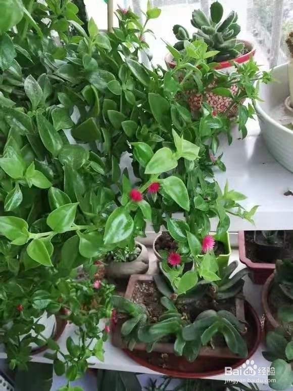 3种花太好养，沾土就活，特能长，养一次就上瘾