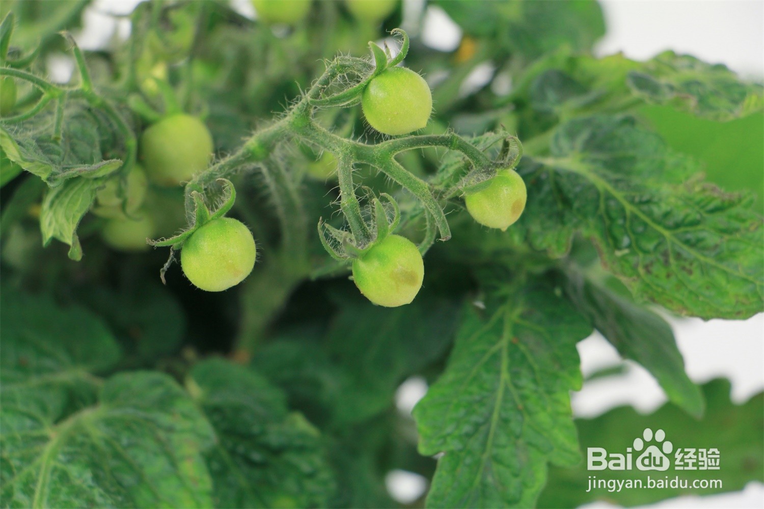 西红柿坐果期怎样浇水