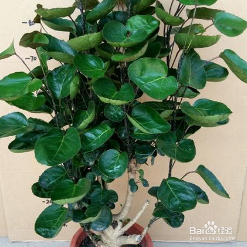 金钱兜掉叶子怎么解决？