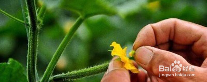 人工授粉是怎么操作的