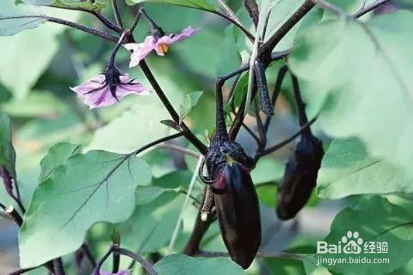 如何用茄子来保卫健康