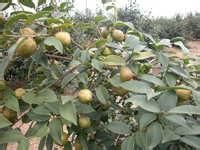 MM月经期间吃什么好