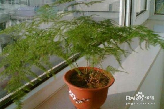 文竹浇水的正确方法