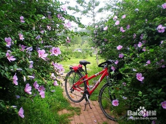 单车旅行技巧：[1]