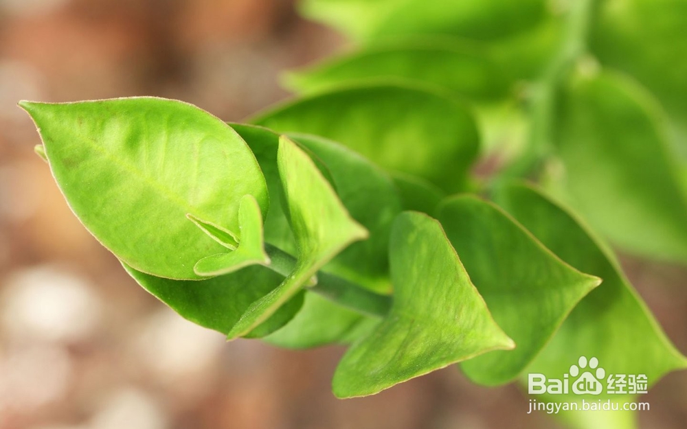 痤疮症状与防治