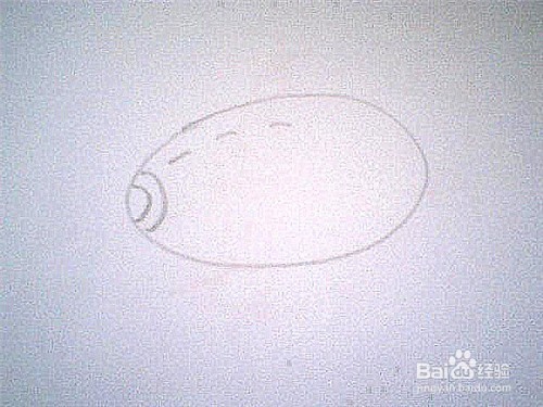 简笔画猕猴桃这样画