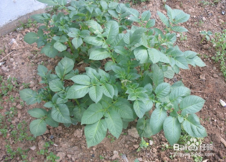 夏天怎么种大豆