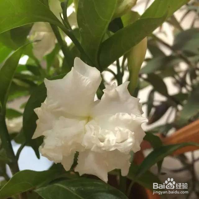 栀子花的盗版？开花也很美，还有珍贵作用