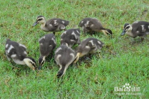 小鸭怎么养成活率最高
