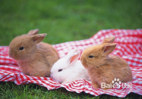 如何挑选一只健健康康的宠物兔呢？