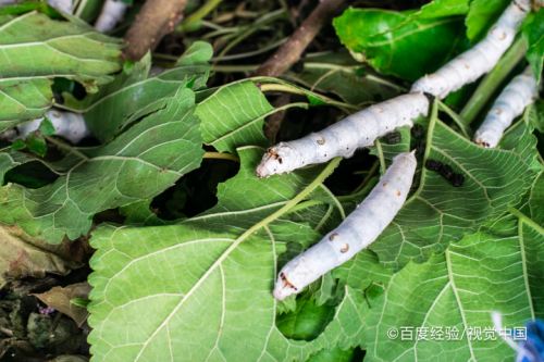 通过蚕体组织输入到蚕体的绢丝腺中,这里面就是蚕丝合成的重要部分