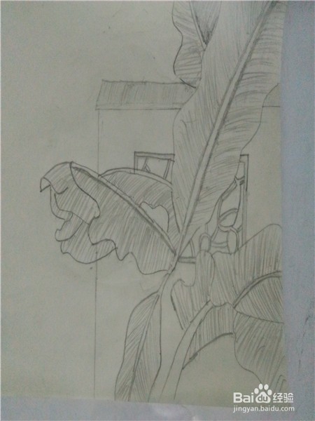 怎样画芭蕉树