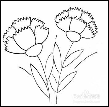 怎样画简笔画（花卉）：[10]康乃馨