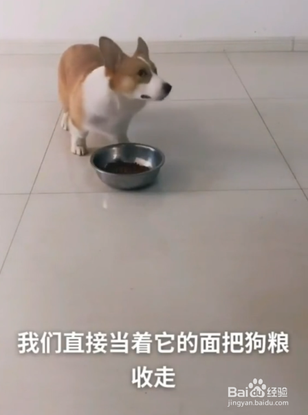 如何纠正狗狗挑食的坏毛病
