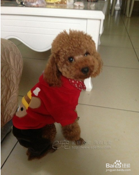 怎么给狗狗刷牙给狗狗刷牙的好处
