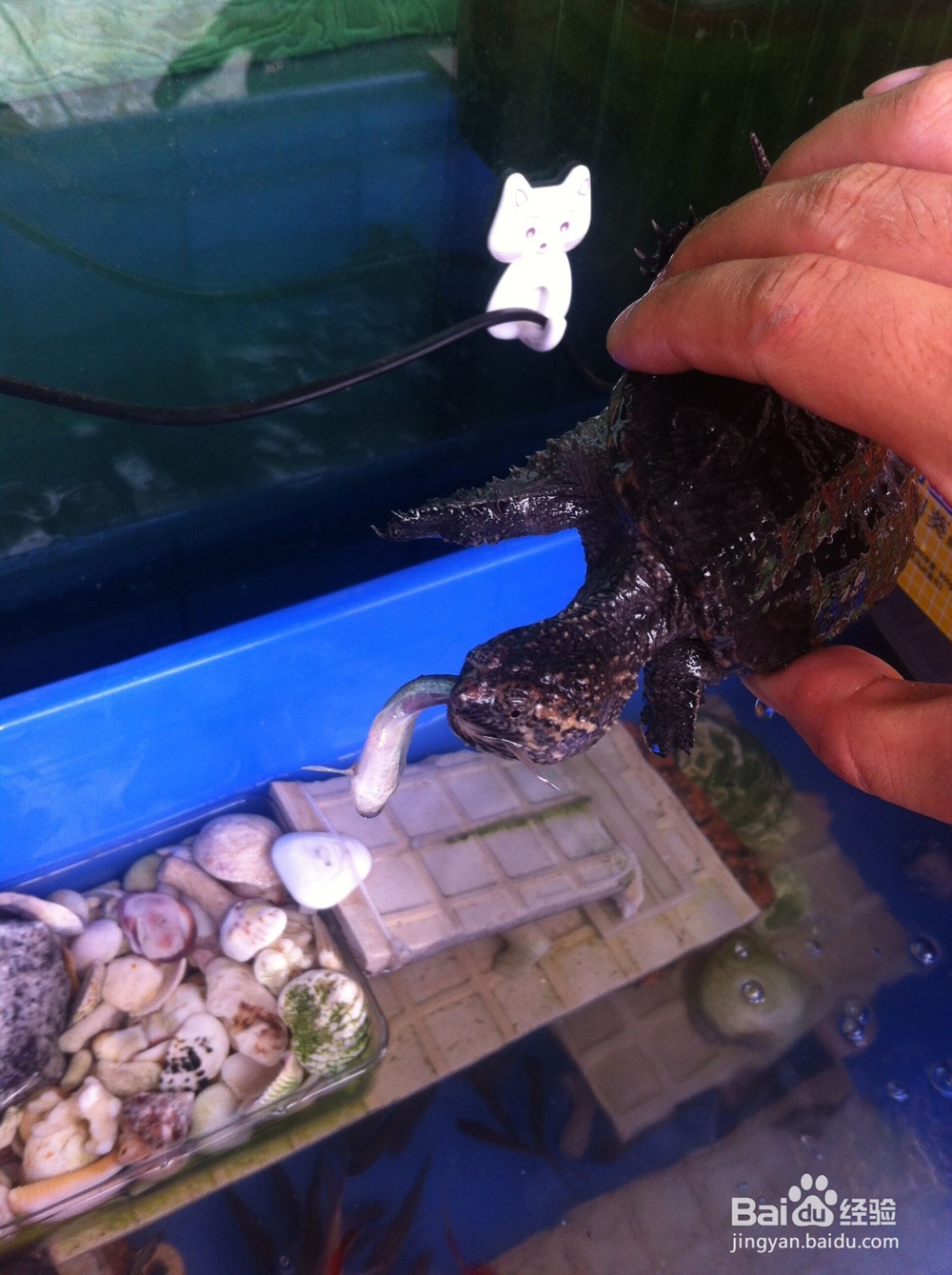 水族如何培养硝化菌(养鱼养龟新手篇)