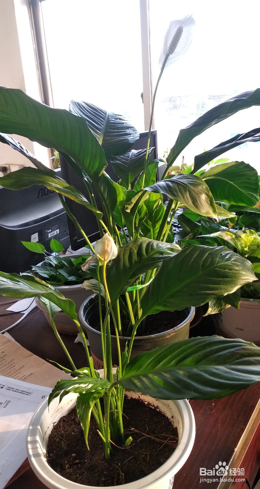 一帆风顺的繁殖