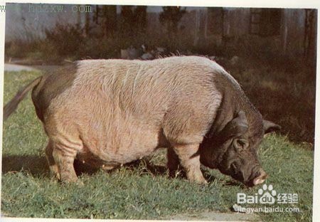 闽北花猪如何做好吃