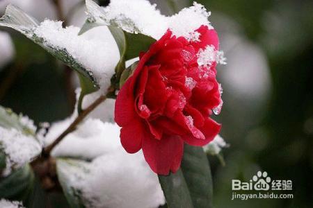 凛冬已至,闲以养花,最怡趣养心